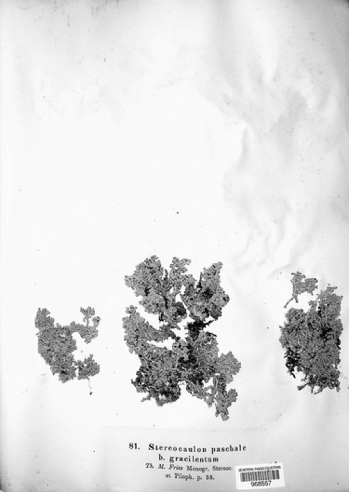 Stereocaulon paschale f. gracilentum image